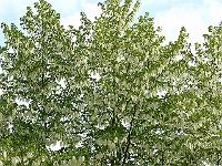 25-05-2006_09-13-39_18