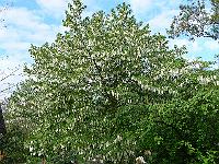 26-05-2006_09-02-38_231