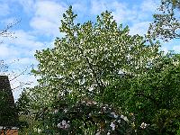 26-05-2006_09-02-49_234