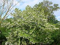26-05-2006_09-06-44_294