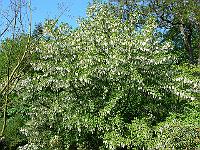 26-05-2006_09-37-11_11