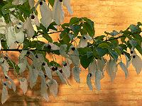26-05-2006_19-21-14_133